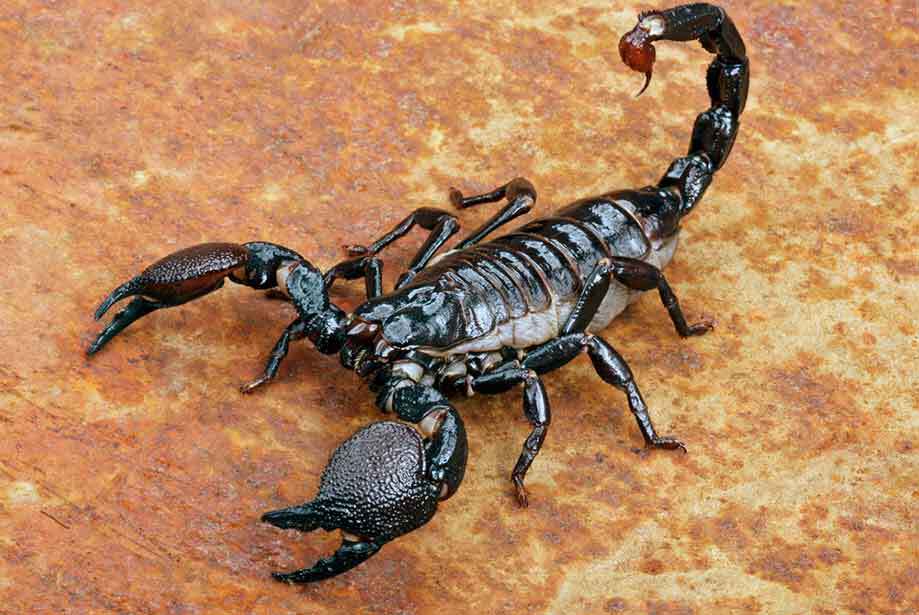 scorpion